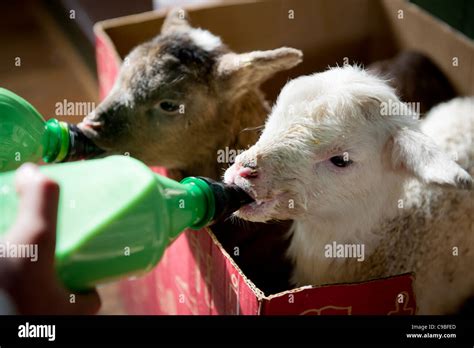 Lambs Being Bottle Fed Stock Photo Alamy