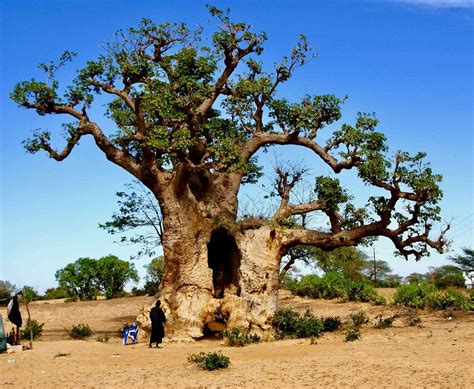 Baobab Trees Have More Than 300 Uses But They’re Dying In Africa