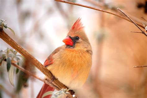 Cardinal Bird Female Photograph By Peggy Franz Pixels