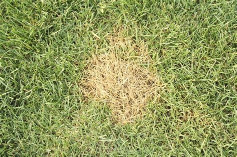 Main Causes Of Lawn Browning Weed A Way Lawn Care