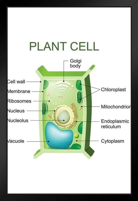 Plant Cell Anatomy Labeled Chart Diagram Framed Poster 14x20 Inch