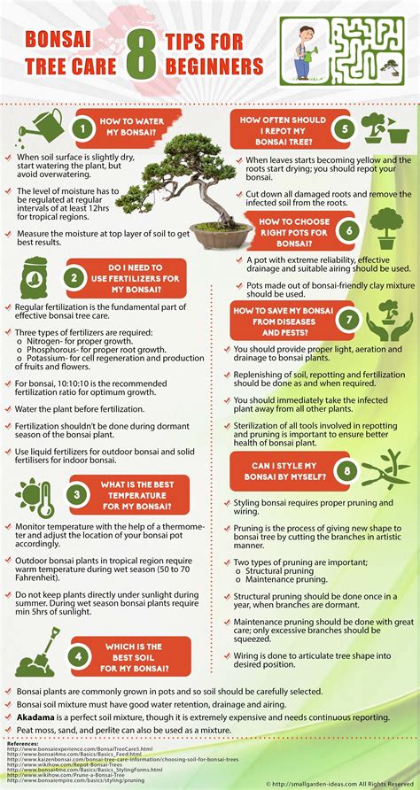 Bonsai Tree Care 8 Tips For Beginners Visually