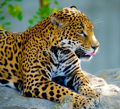 The jaguar (panthera onca) is a large felid species and the only living member of the genus panthera native to the americas. Jaguar : Fiche descriptive complète du félin + photos ...