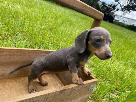 Miniature Blue Female Dachshund Puppy For Sale Umatilla Puppies For