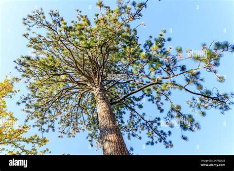 Bull Pine Tree High Resolution Stock Photography And Images Alamy