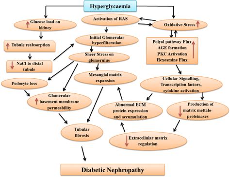Pathophysiology Of Diabetic Nephropathy Hyperglycemia Increases Both Download Scientific