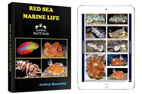 New Book Red Sea Marine Life By Andrey Ryanskiy