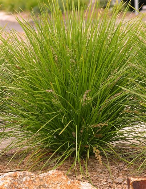 Native Grasses — Plants Plus Cumberland Forest