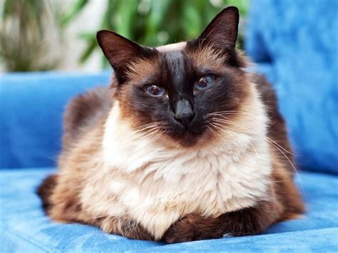 Балинезийская порода кошек Балинез фото плюсы и минусы описание
