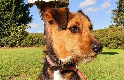 Ollie Doris Banham Dog Rescue