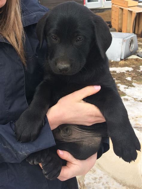 Many of us do not expect weeks of broken sleep, and tearful children. 8 week old black lab puppy. Day one = choosing a puppy:) | Labrador retriever