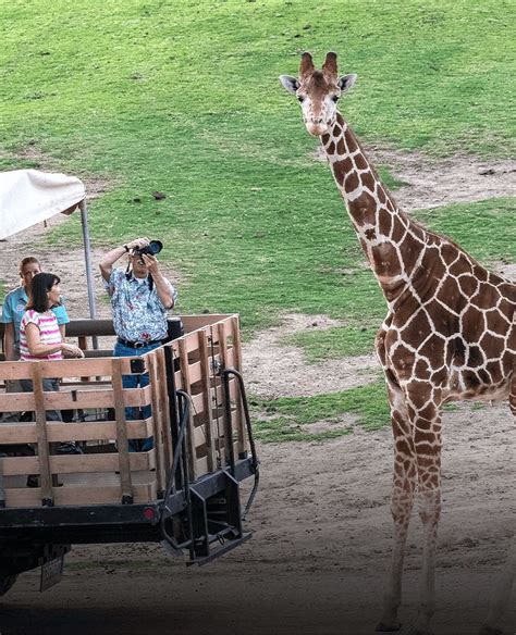 Giraffe Cam San Diego Zoo Safari Park San Diego Zoo Safari Park