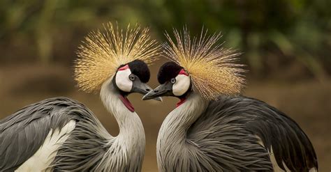 2 Grey And Black Birds · Free Stock Photo