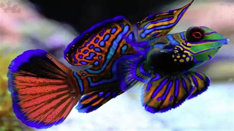 Top 10 Peaceful Saltwater Aquarium Fish The Aquarium Adviser