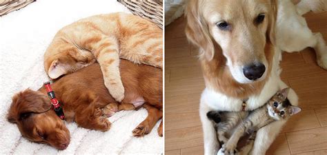 20 Fotos Provando Que Cães E Gatos Podem Ser Melhores Amigos