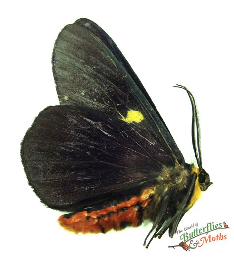 Dysphania Poeyii Indonesia Ambon A1 World Of Butterflies And Moths