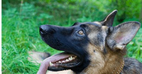 Why Do German Shepherds Bark All You Need To Know The German Shepherder