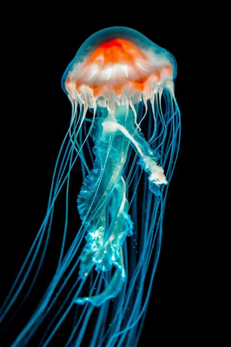 Cnidarian Facts 11 Amazing Facts About Cnidarians In Detail