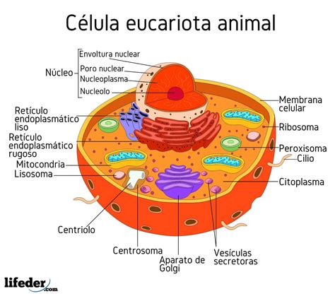 Celula Eucariota Que Es Caracteristicas Partes Y Tipos Significados