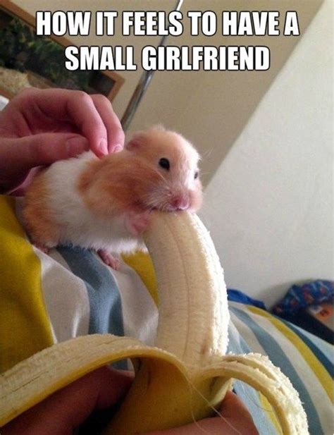 Funny Hamster Memes The Best Hamster Memes Online