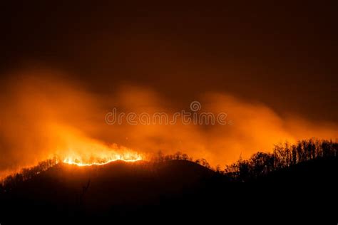 Fire Wildfire Burning Pine Forest In The Smoke And Flames Stock Photo