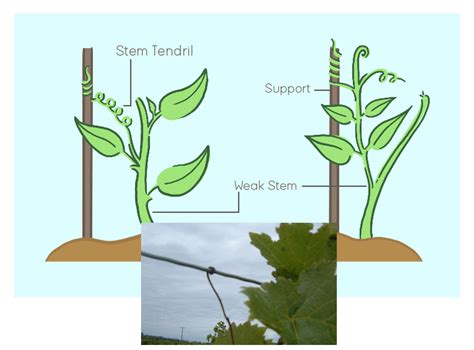 Tropic Movements In Plants 6 Types With Examples Cbse Class Notes