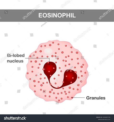 Eosinophil Structure Leukocytes These Immune Cells Stock Vector