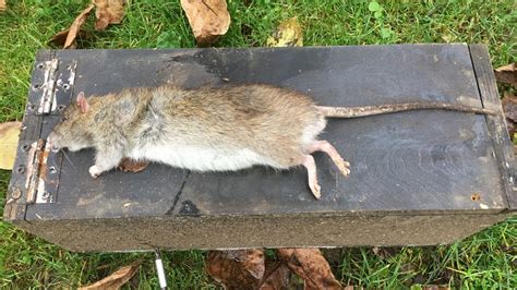 Pest Controller Claims Hes Killed Britains Biggest Ever Rat