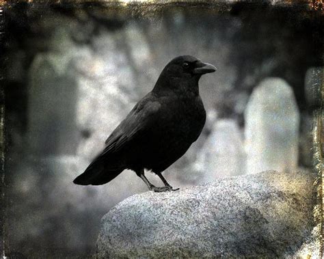 Dark Crow In Cemetery Photograph By Gothicrow Images Fine Art America