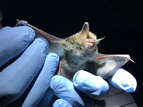 Highlighting The Northern Long Eared Bat Hoyle Tanner