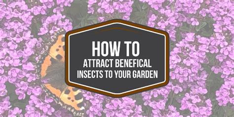 How To Attract Beneficial Insects To Your Garden