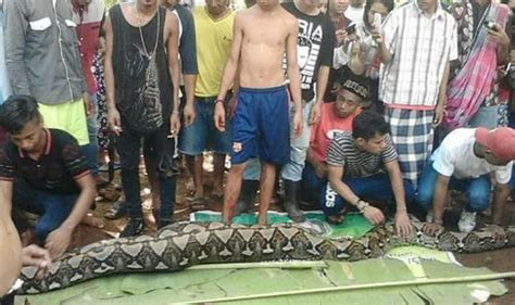 indonesian woman swallowed whole by 23 foot python the boards