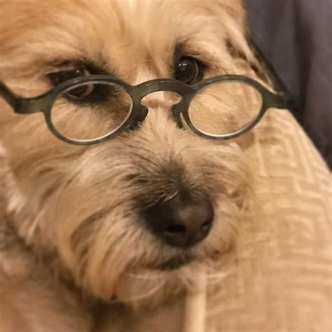 We Love A Dog In Glasses Working Late Glasses Dogs