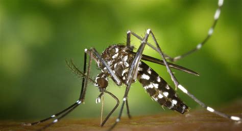 Six More Zika Virus Cases In Ups Kanpur Tally Reaches 10 Telangana Today