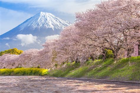 Beautiful Mountain Fuji And Sakura Cherry Blossom Ustoa Blog