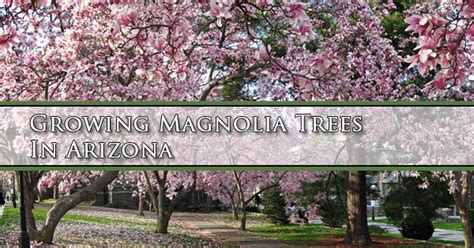 Trees that grow best with partial shade thrive as understory trees, such as the buckeye tree (aesculus californica). Growing A Magnolia Tree in Arizona | Mesa, Queen Creek ...