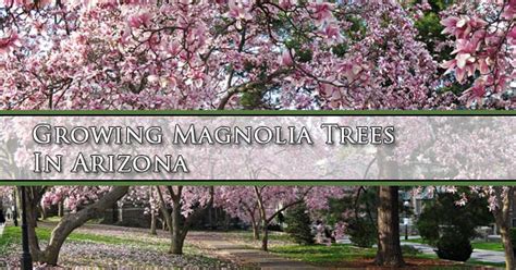 They bloom in a variety of colors, including red, white, and pink, and can. Growing A Magnolia Tree in Arizona | Mesa, Queen Creek ...