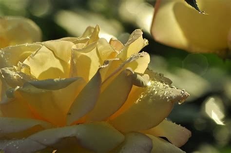 White Rose Dew Free Photo On Pixabay Pixabay