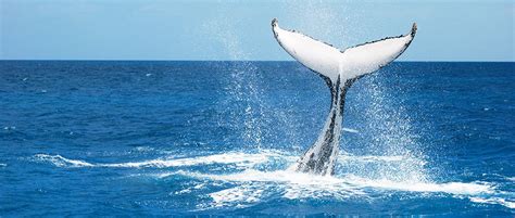 NOAA report: Ocean noise impacts and policy guidelines - The Wildlife