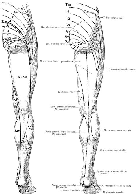Anterior View Nerves Of The Leg Modernheal Com