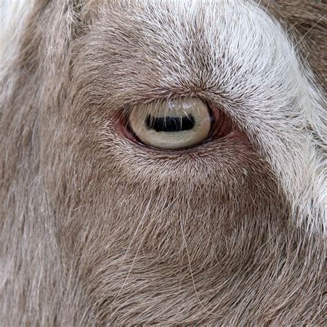 Pin By Jodi Noordyk On Eyes Goats Cool Eyes Animals