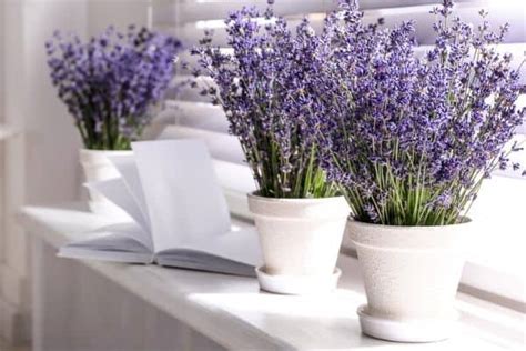 10 Small Lavender Varieties Urban Garden Gal