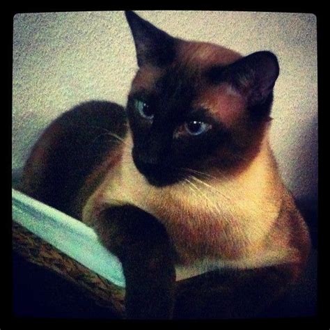 Ming The Coolest Siamese Ever