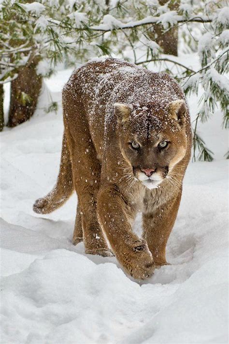 624 Best Images About Cougar Americas Big Cat On