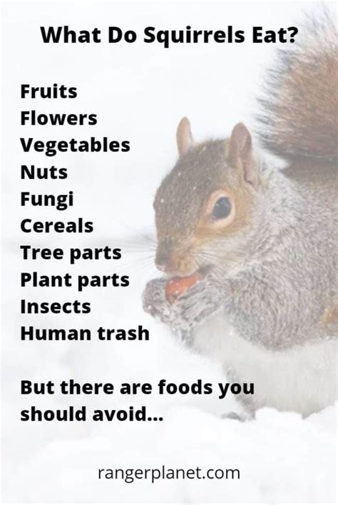 America And The World Table Of Contents Squirrels Are Omnivores