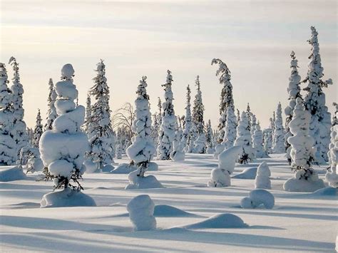 Free Images Tree Forest Snow Cold White Frost Ice Weather
