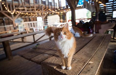 Barn Cats