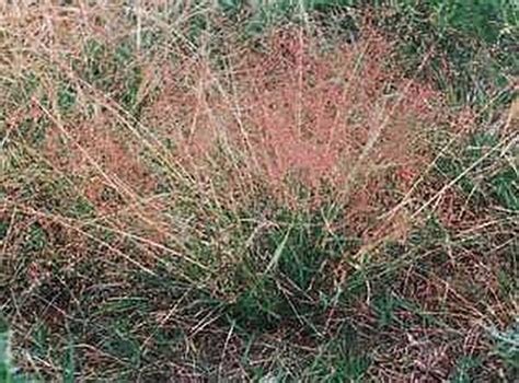 Ornamental Grass Seed Eragrostis Spectabilis Seeds