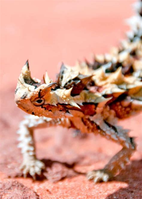 Pin on amphibians & reptiles