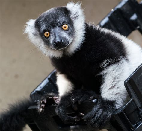 Infant Announcement Meet Ripley A Black And White Ruffed Lemur